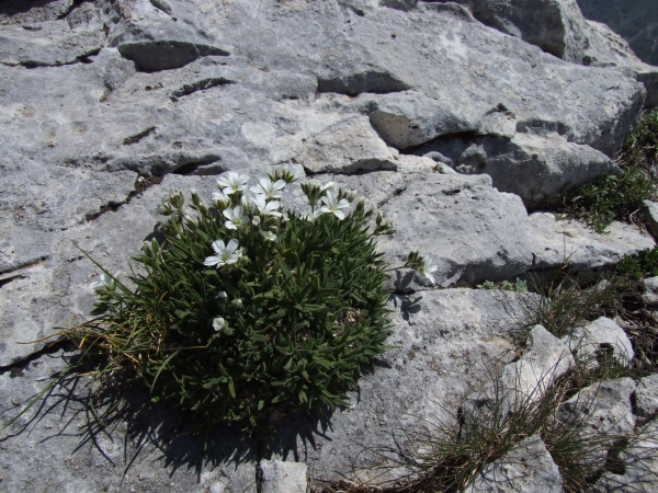 Mcneillia (=Minuartia) graminifolia subsp. rosanoi / Minuartia di Rosano